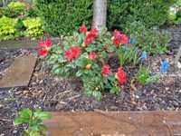różanecznik rododendron miniatura 5-6lat Scarlet Wonder 5szt wyprzedaż
