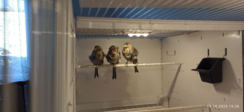 Kanarek kendeżawy Mehringer samiczka szafirowa