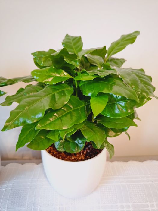 Kwiatki liściaste, 2 sztuki, z zaszczepkami, wysokość 30cm