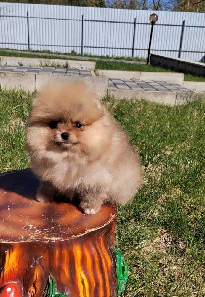 Szpic pomeranian miniaturowy ZKwP FCI