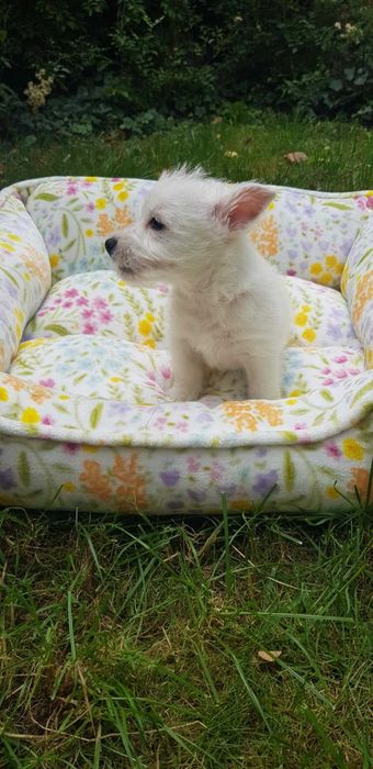West Highland White Terrier  ZKWP po Championie SUCZKA FCI