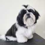 Filhote Macho Shih Tzu