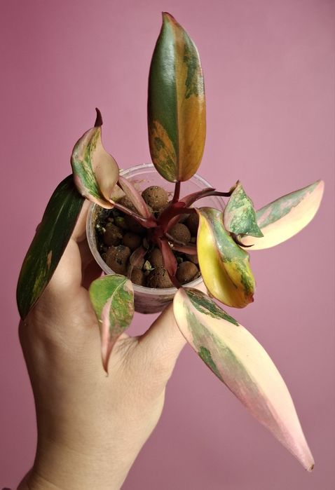 Philodendron Strawberry Shake