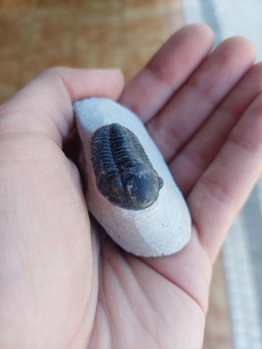 Fóssil trilobite Devónico