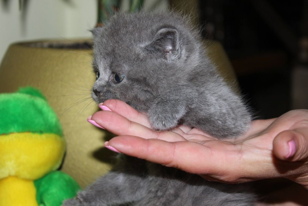 Хлопчик та дівчинка голубої крові