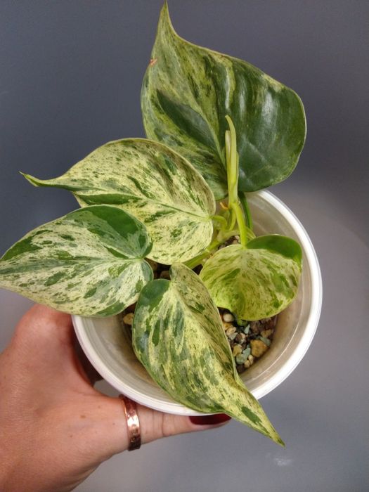 Philodendron Hederaceum Variegata
