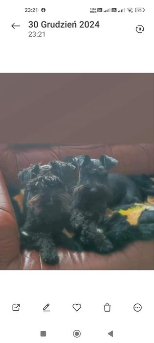 Sznaucer miniaturowy czarny piesej