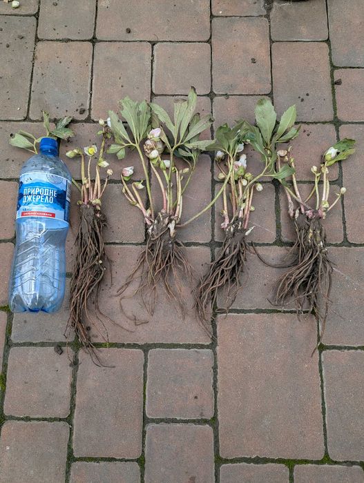 Морозник,чемерник