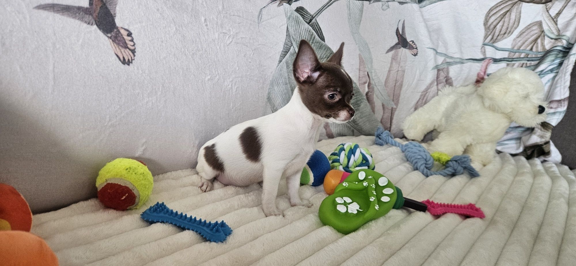 Chihuahua śliczna biało czekoladowa suczka gotowe do odbioru