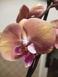 Рідкісна орхідея фаленопсіс