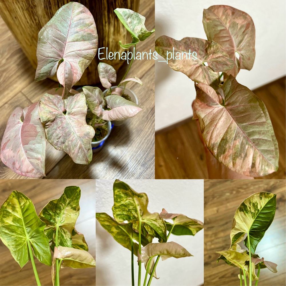 Сингониум Pink Spot Double variegated, Angustatum Tricolor, An. Lemon