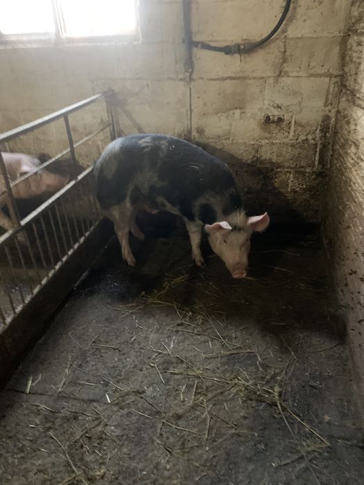 Продам  на мʼясо