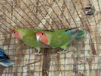 Agapornis roseicollis Longfeather