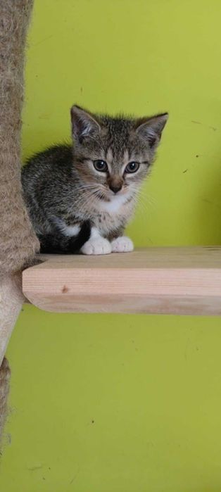 Przeurocze szkraby szukają domu