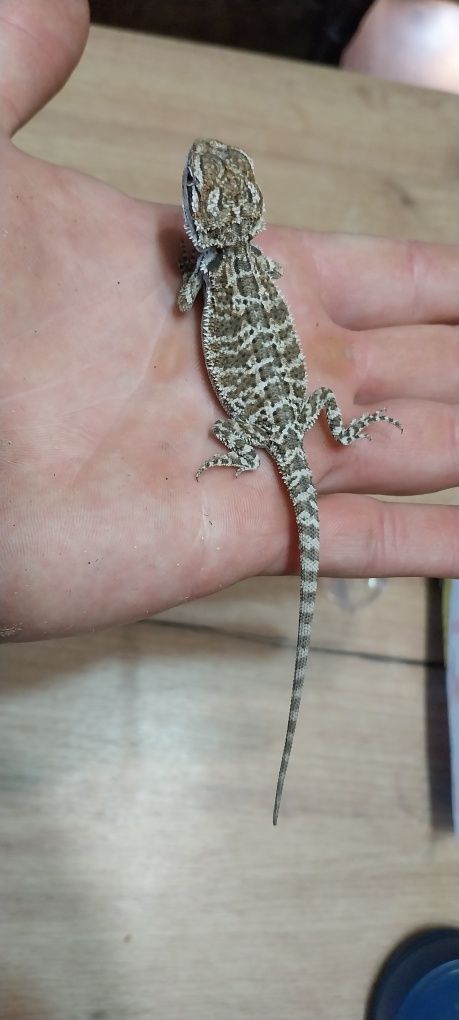 Agama brodata Hypo genetic stripe