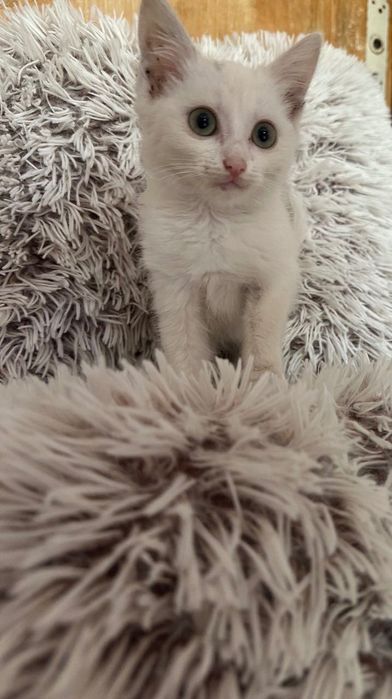 Котики: білий, чорно-білий, чорний