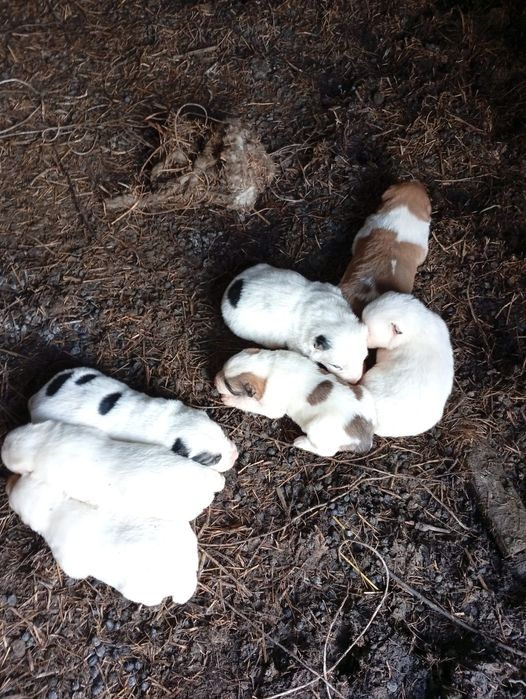 Продаємо Щенята алабая