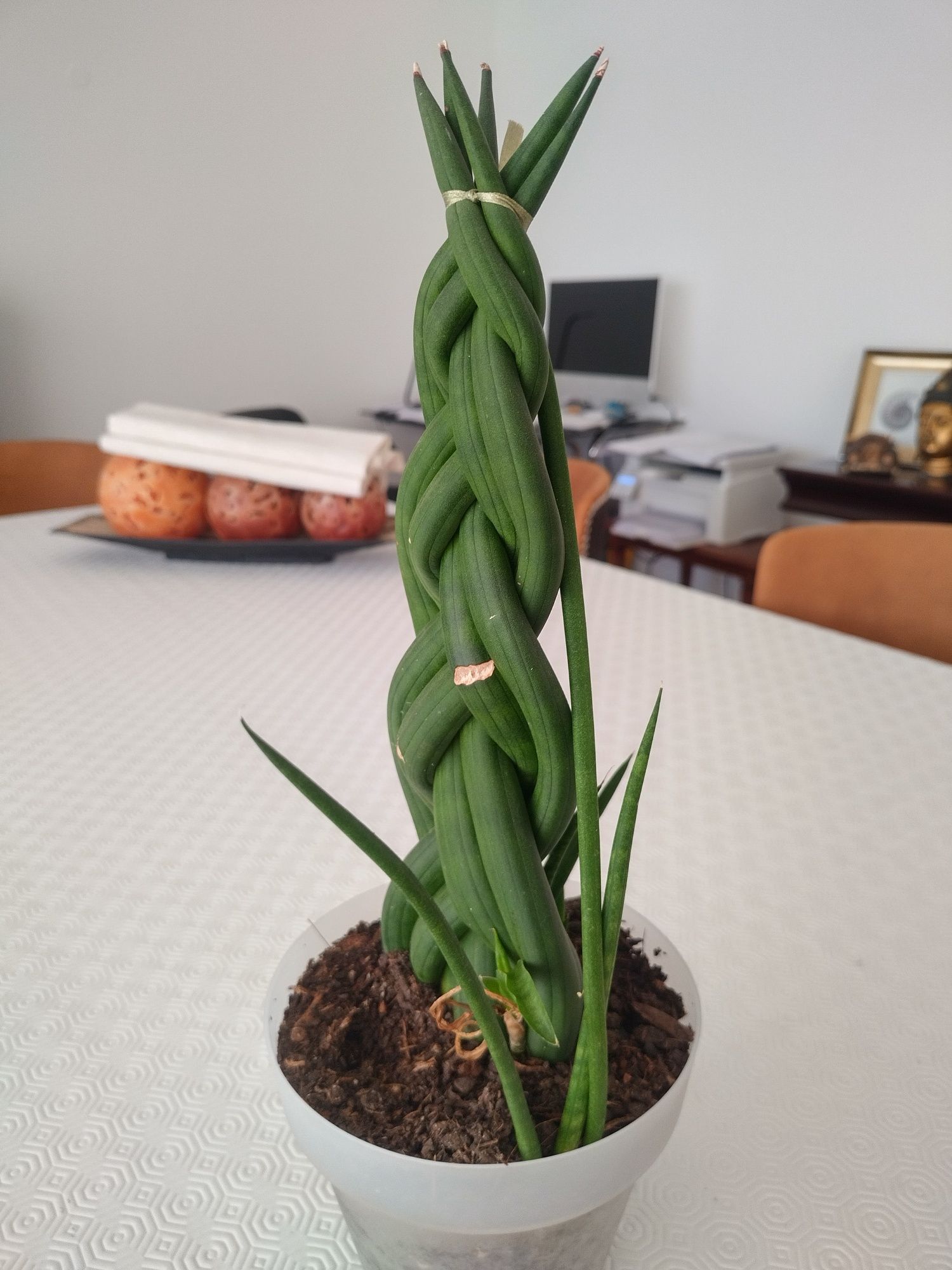 Sansevieria cylindrica