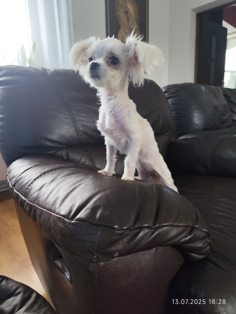Sunia maltańczyk mini