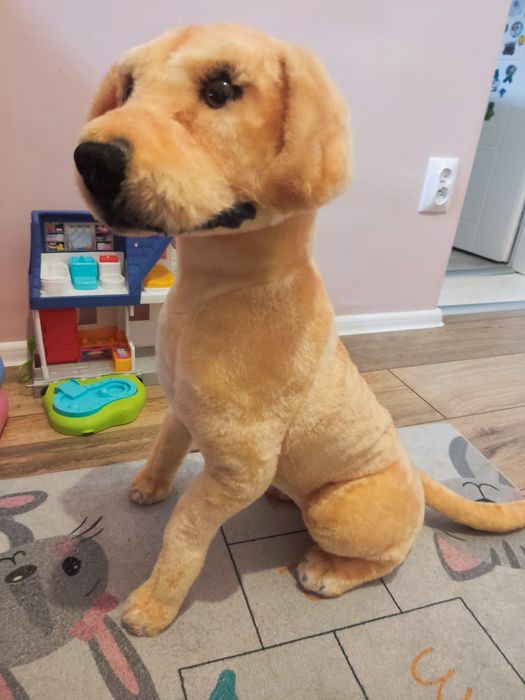 Duży pies maskotka golden retriever lablador