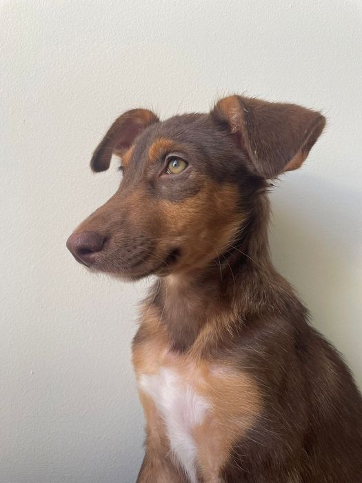 Cadela bebé para adoçao responsável