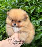 Szpic miniaturowy Pomeranian