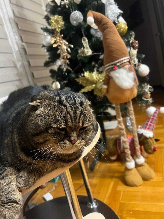 Кіт Себастьян запрошує на в'язку