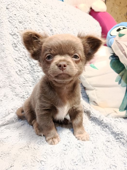 Чихуа довго шерстні,хлопчики