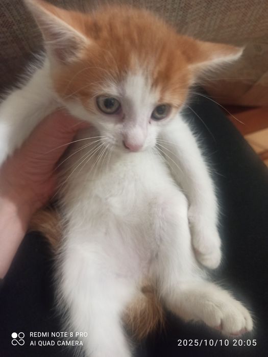 Oddam kotki za darmo