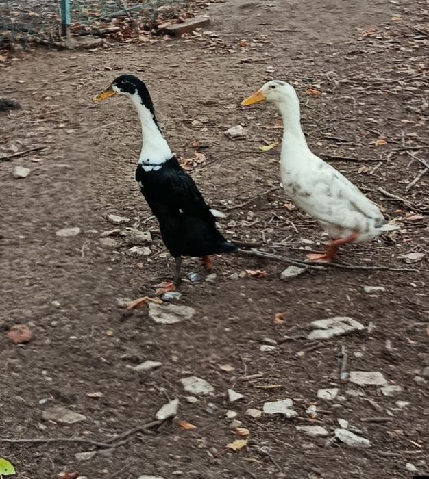 Sprzedam Kaczki Biegusy