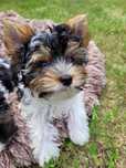 Yorkshire Terrier Biewer