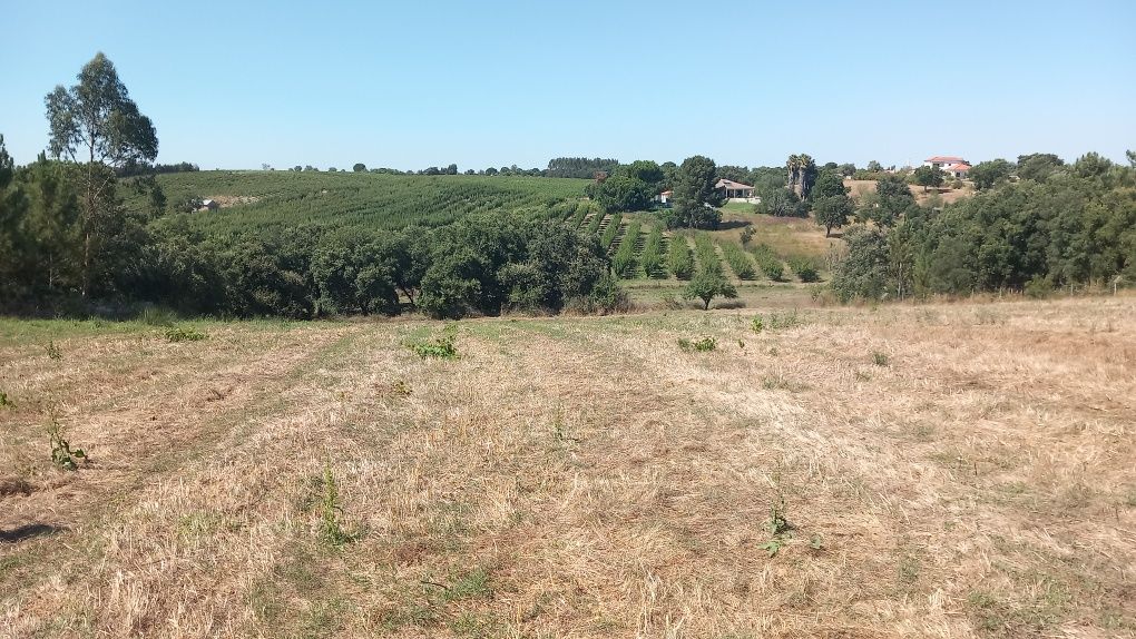 Terreno 10.000 m2 Santarém