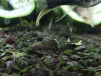 Zbrojnik ancistrus