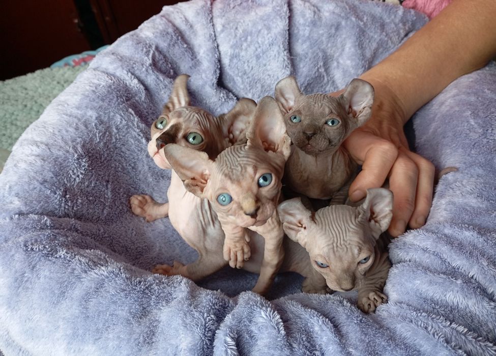 Ельфики Двельфики малиші готові до броні