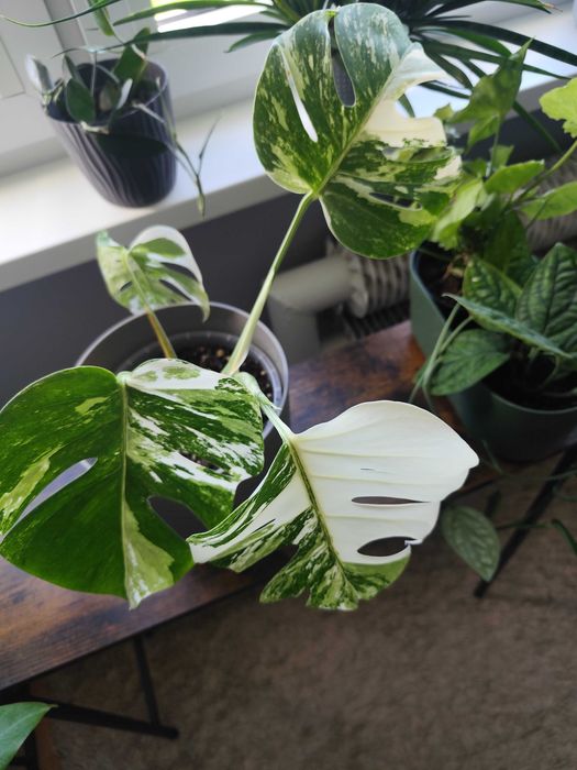 Monstera variegata