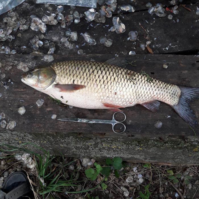 Послуги іхтіопатолога, іхтіологічні послуги для рибних господарств