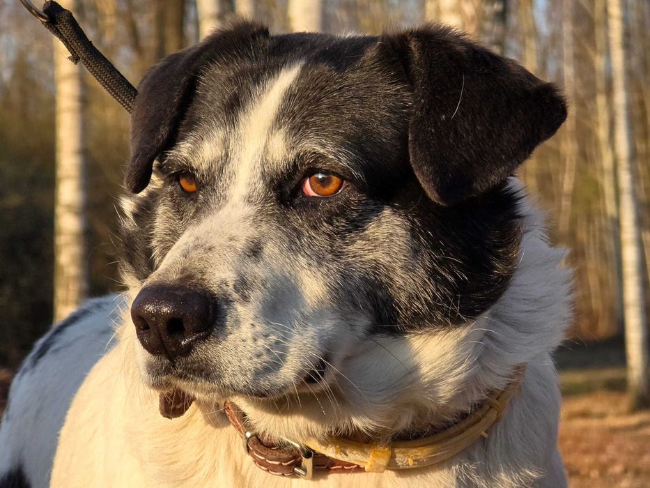 Lila - duże jest piękne