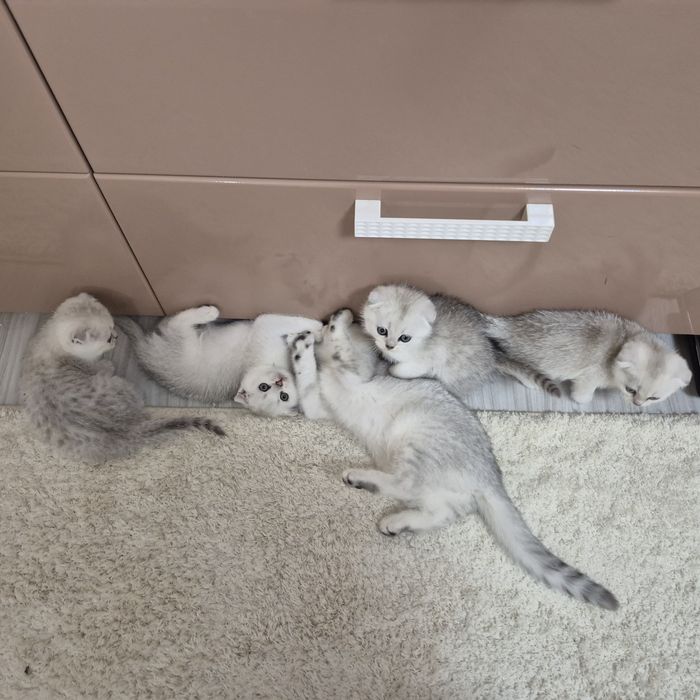 Шотландские котята ю шиншилла вислоухий мальчик вислоухая девочка