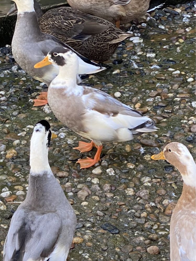 Patos ornamentais de varias raças