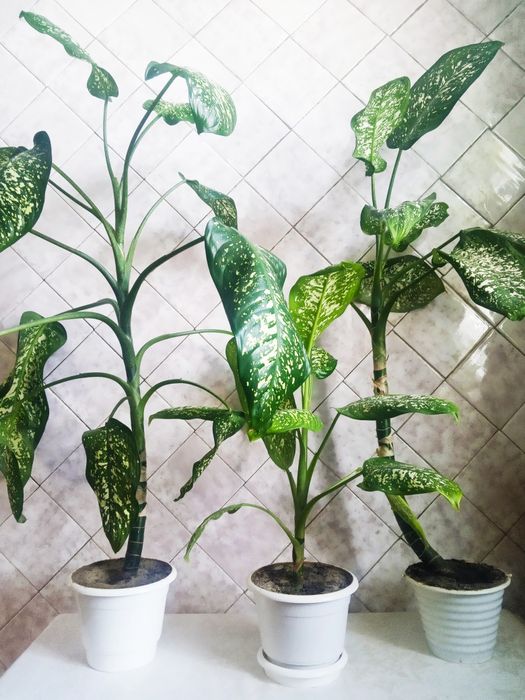 Диффенбахия недорого