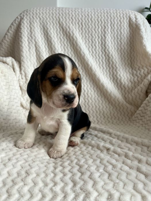 Beagle Tricolor szuka kochającego domu!