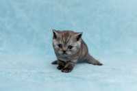 Шотландський мармуровий котик
