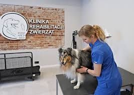 Rehabilitacja zwierząt łódź zoofizjoterapia