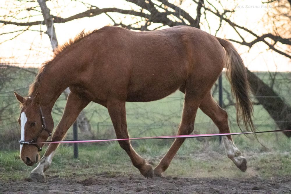 Tarantowaty wałach/ 3,5 roku/ 162 cm