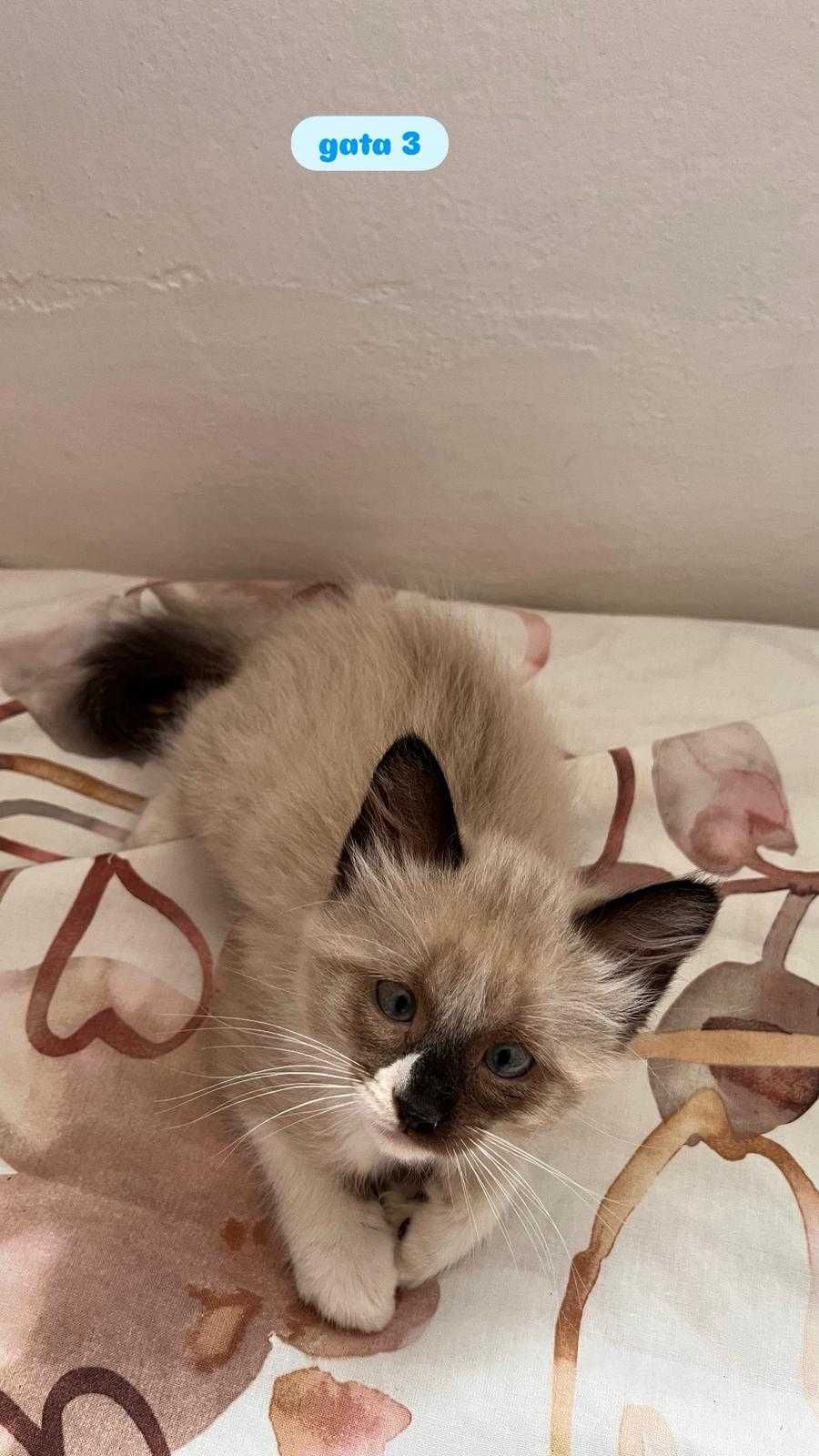 Gatas Bebe  para adopção