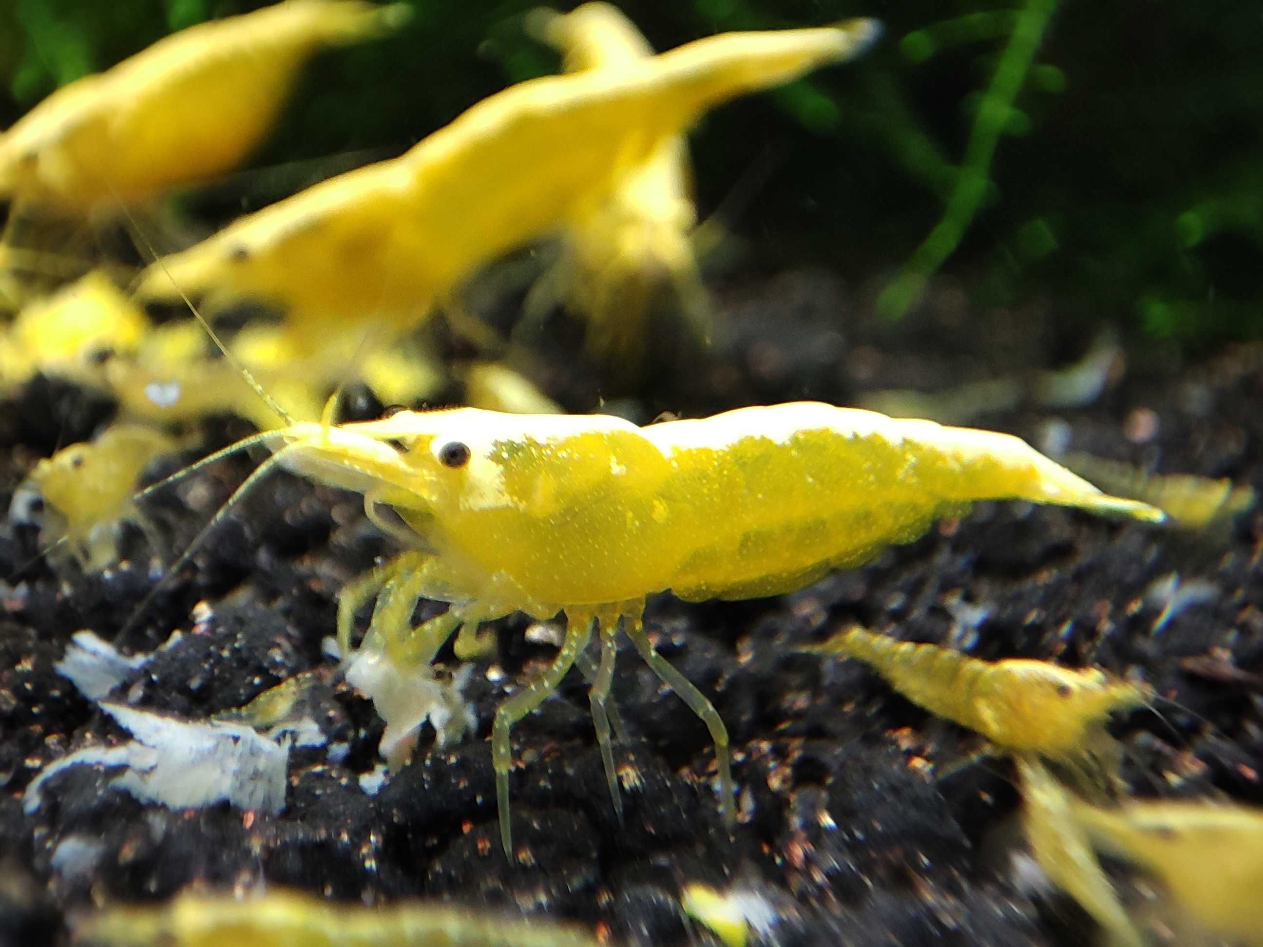 Krewetki neocaridina Yellow Neon