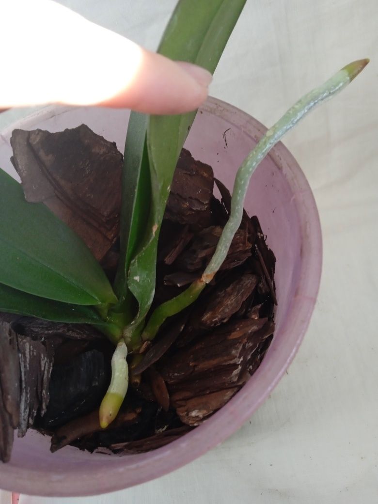 Фаленопсис орхідея Бріофілум каланхоє