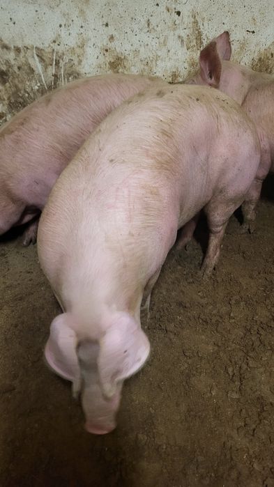 Sprzedam tuczniki własnego chowu