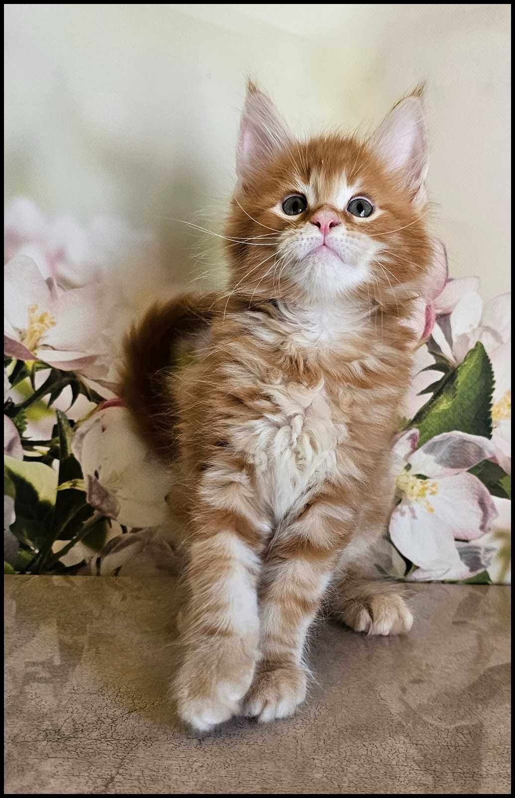 Kocurek Maine Coon Noyan