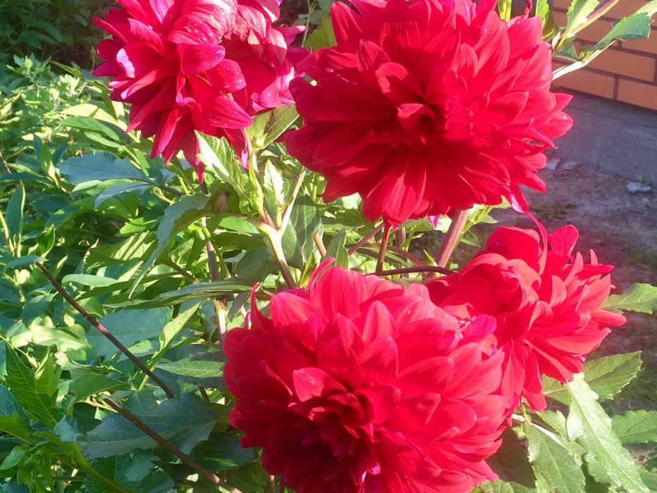 Георгіни  жоржини кореневища